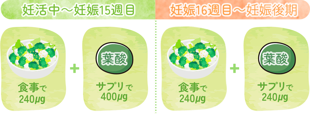妊活中〜妊娠15周目：食事で240μg＋サプリで400μg　妊娠16周目〜妊娠後期　食事で240μg ＋　サプリで240μg